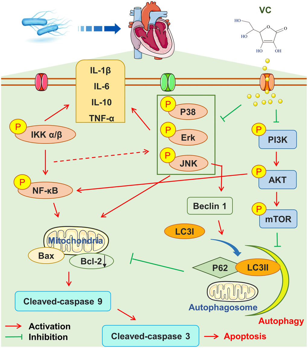 High-dose Vitamin C injection ameliorates against sepsis-induced myocardial injury by anti-apoptosis, anti-inflammatory and pro-autophagy through regulating MAPK, NF-κB and PI3K/AKT/mTOR signaling pathways in rats | Aging High-dose Vitamin C injection ameliorates against sepsis-induced myocardial injury by anti-apoptosis, anti-inflammatory and pro-autophagy through regulating MAPK, NF-κB and PI3K/AKT/mTOR signaling pathways in rats | Aging