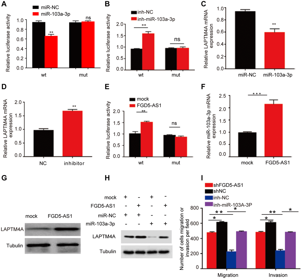 Prediction of the ceRNA network in glioma. (A, B) The regulating relationship of has-miR-103a-3p and LAPTM4A was investigated by a dual-luciferase reporter gene system. (C, D) Real-time qPCR was used to determine LAPTM4A mRNA levels in U251 cells. (E) The regulating relationship of has-miR-103a-3p and FGD5-AS1 was investigated by a dual-luciferase reporter gene system. (F) RNA-pull down assay was performed to detect has-miR-103a-3p enrichment in FGD5-AS1. (G) Western blotting assay was performed to detect LAPTM4A expression levels in the control and FGD5-AS1 group. (H) Western blotting assay was performed to detect LAPTM4A expression levels in the control, FGD5-AS1, and has-miR-103a-3p group. (I) Transwell assay was used to detect U251 cell metastasis in the control, FGD5-AS1, inh-NC, and inh-has-miR-103a-3p group. *p **p 