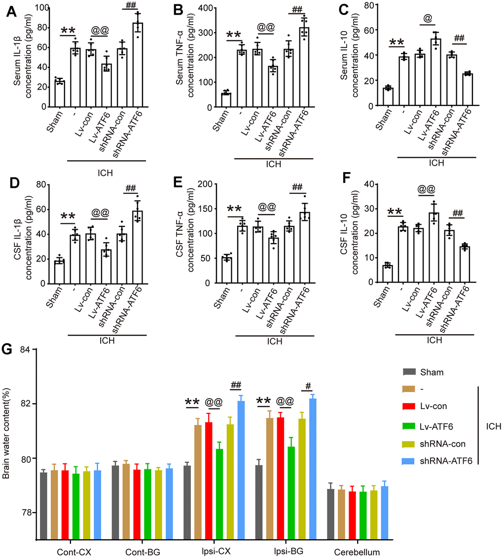 ATF alleviates the inflammatory response and brain edema after ICH. (A) IL-1β in serum. (B) TNF-α in serum. (C) IL-10 in serum. (D) IL-1β in CSF. (E) TNF-α in CSF. (F) IL-10 in CSF. (G) Brain water content. The black dots represent individual data in each group. **p p @@p @p ##p #p 