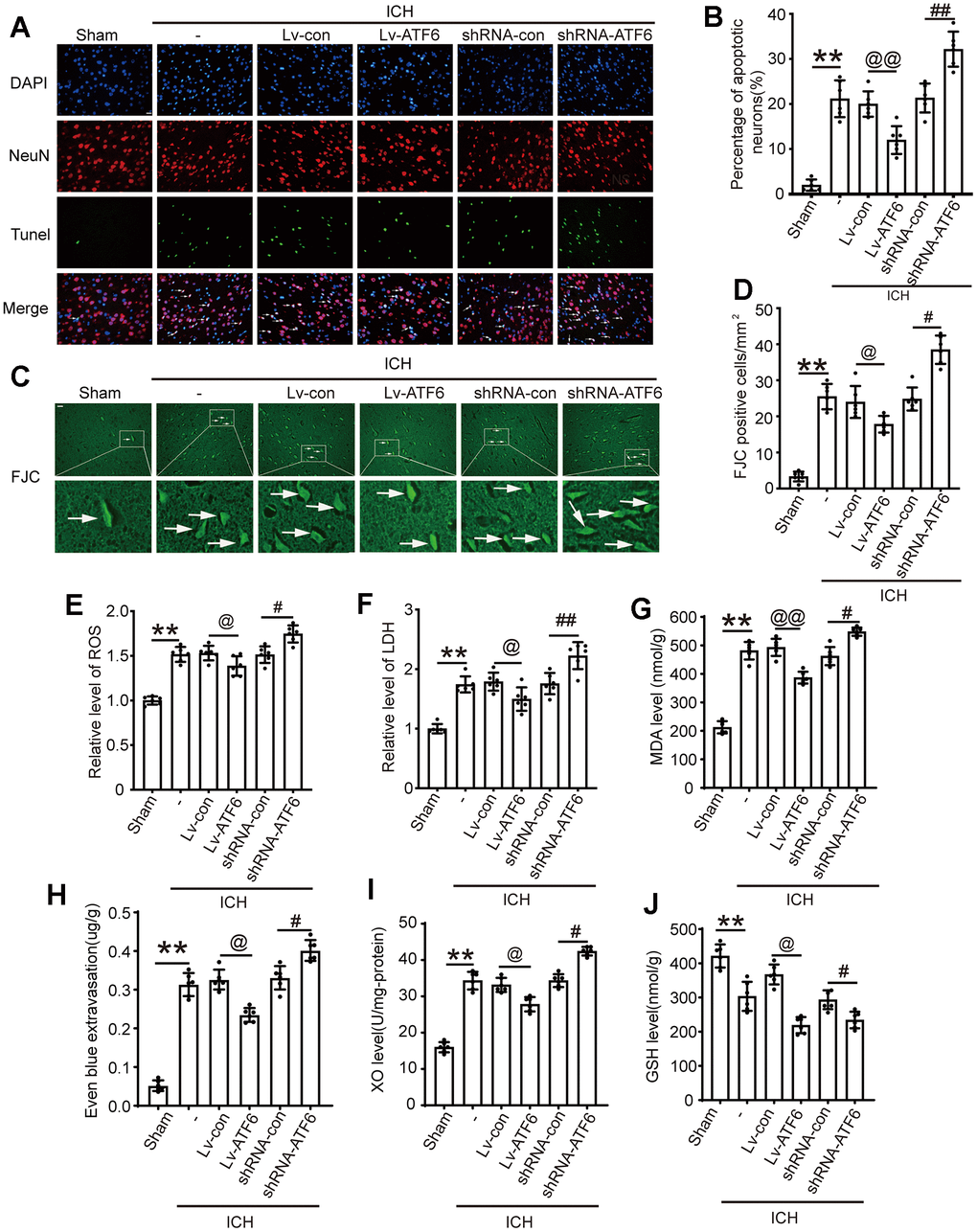 Up-regulation of ATF6 reduced apoptosis and neuron loss induced by ICH. (A, B) Apoptotic cells were labeled in brain sections using TUNEL staining, and the percentage of apoptotic cells was analyzed statistically. Arrow indicated TUNEL positive cells. Nuclei were labeled with DAPI (blue). (C, D) FJC staining. Arrow indicated FJC positive cells. (E) ROS. (F) LDH. (G) MAD. (H) Even blue extravasation. (I) XO Level. (J) GSH level. Scale bar = 50 um. The black dots represent individual data in each group. **p p @@p @p ##p #p 