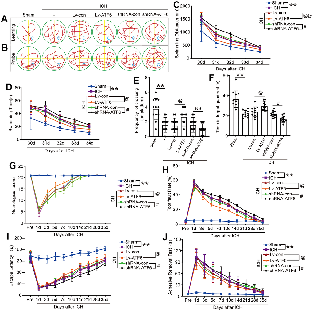 Downregulation of ATF6 can aggravate ethology deficits after ICH. (A) Representative track of Morris water maze experiment during 30-34 days after ICH. (B) Representative track of Morris water maze experiment on 35 days after ICH. (C) Swimming distance. (D) Swimming time. (E, F) Time in target quadrant and frequency cross the platform of Morris water maze experiment on 35 days after ICH. (G) Neurobehavioral score. Higher scores suggest less neurobehavioral deficits. (H) Foot fault test. (I) The motor coordination ability of rats after ICH was evaluated by rotarod test, long latency time indicates good motor coordination ability. (J) Adhesive-removal test. The black dots represent individual data in each group. **p p @@p @p ##p #p 