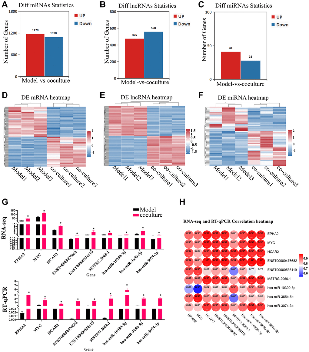 Identification of DEGs, DELs and DEMs. (A–C) Bar chart of DE mRNAs, lncRNAs and miRNAs. (D–F) Heatmap of DE mRNAs, lncRNAs and miRNAs. (G) RT-qPCR validating of the RNA sequencing data using 3 DE mRNAs, lncRNAs and DE miRNAs chosen at random (the upper panel represents the fpkm of RNA-seq, and the following graph represents the expression of RT-qPCR). (H) RNA-seq and RT-qPCR correlation heatmap. The measured values represent the mean ± standard deviation (X ± s) of three replicate experiments. *P 