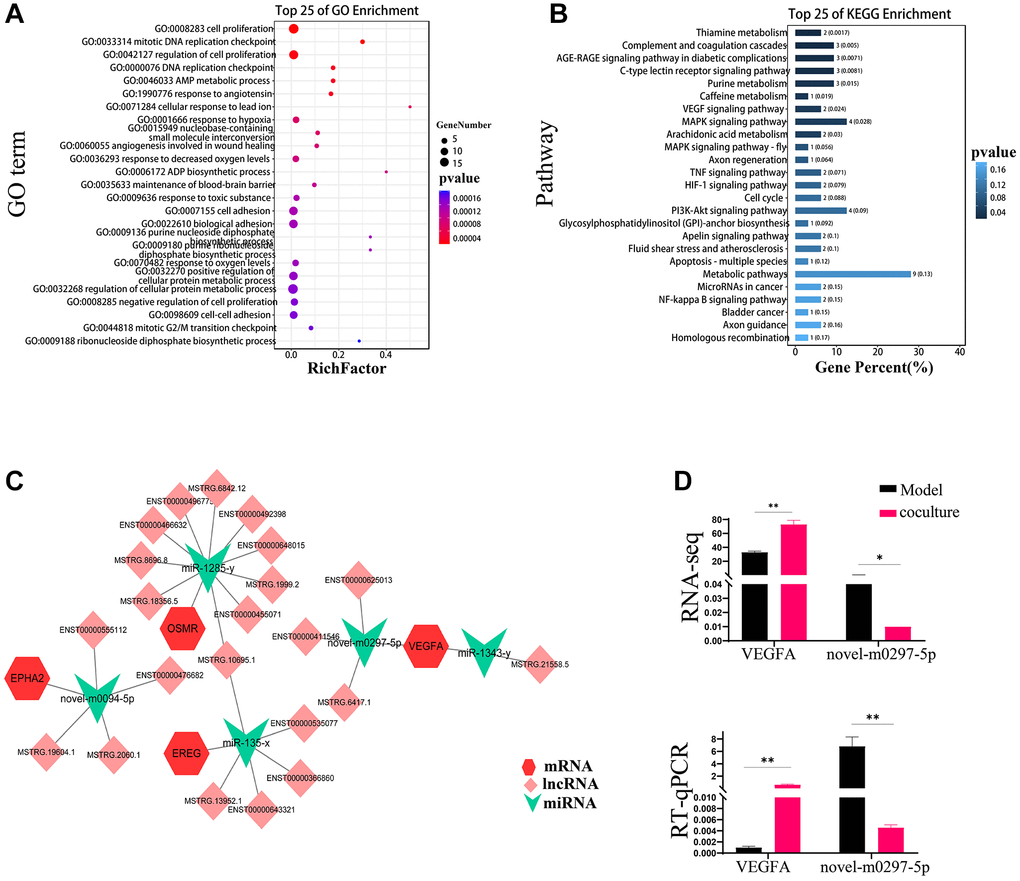 ceRNAs reverse TEC senescence via UCMSCs. (A) GO enrichment analysis inside the ceRNA network for mRNAs. (B) KEGG enrichment analysis of mRNAs in ceRNA networks. (C) Distinct mRNA, miRNA, and lncRNA expression patterns within the ceRNA network. miRNAs are represented by the green inverted triangle nodes, lncRNAs by the light pink quadrilateral nodes, and mRNAs by the red hexagon nodes. (D) Objective results of VEGFA and novel-m0297-5p RNA sequencing were verified by RT-PCR. The measured values represent the mean ± standard deviation (X ± s) of three replicate experiments. *P **P 