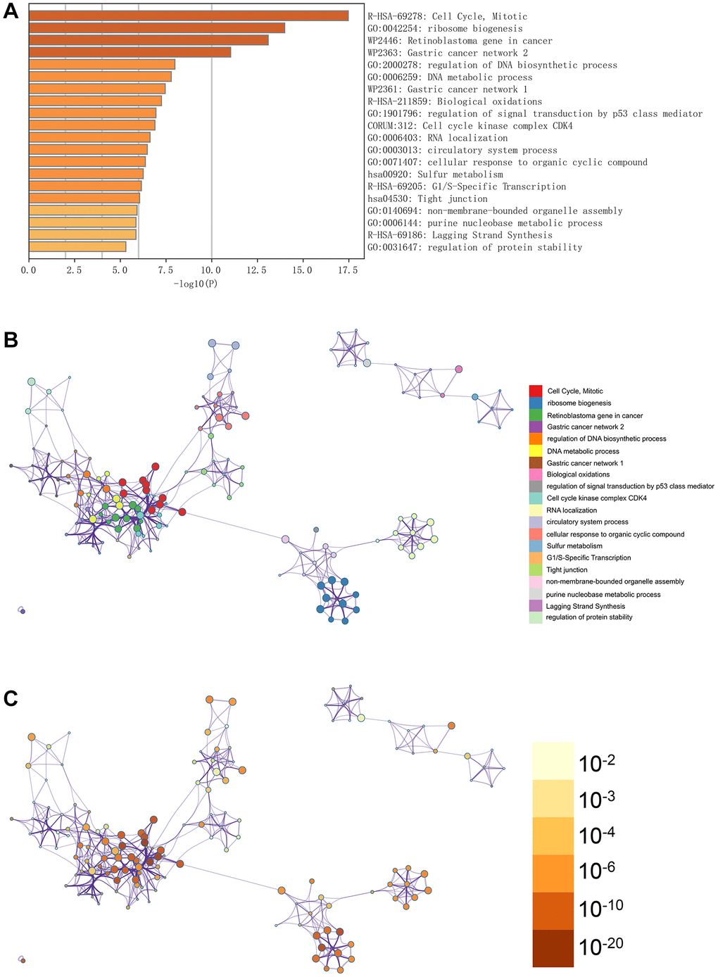 Enrichment analysis in the metascape. (A) In the metascape enrichment project, the GO enrichment project is visible. (B) The enrichment network coloured by enrichment terms. (C) The enrichment network coloured by p-values.