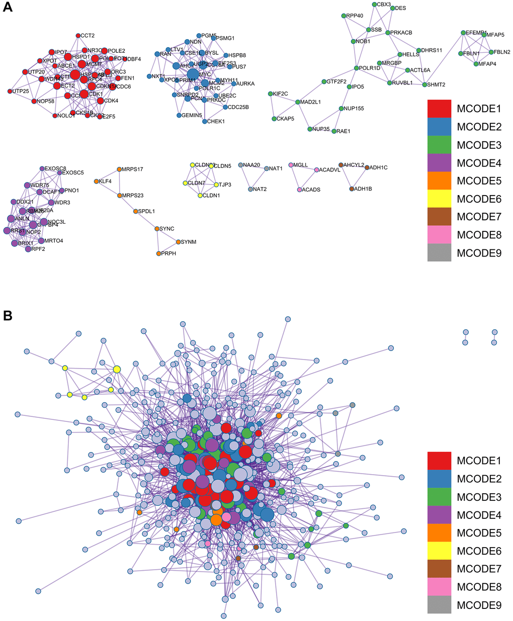 Analysis of the metascape enrichment. (A) The different modules of MCODE. (B) PPI network in the MCODE.