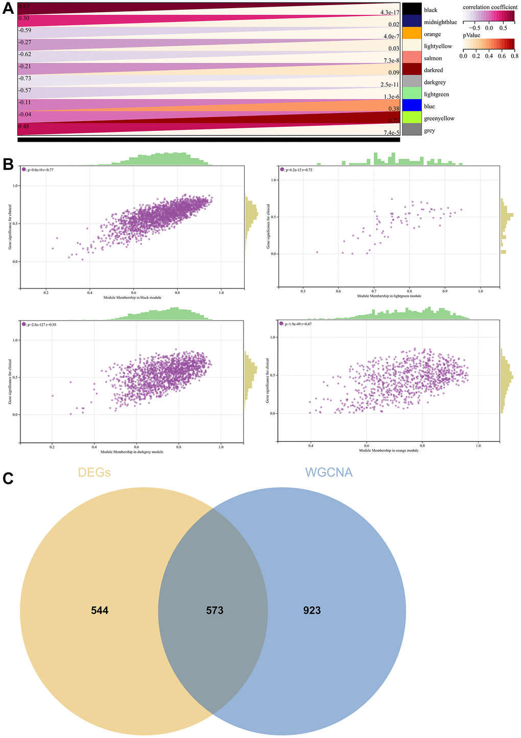 WGCNA. (A) A module and a phenotypic correlation heatmap. (B) The corresponding hub gene of GS and MM correlation scatter plot. (C) Venn diagram of WGCNA and the differentially expressed genes screened by DEGs, and their intersections.