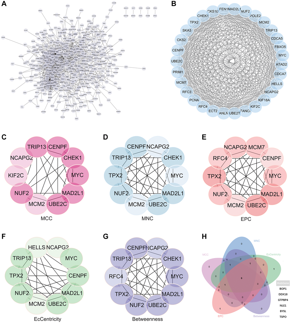 Protein - protein interaction (PPI) network building and analysis. (A) PPI net. (B) The nuclear cluster. (C–G) Five algorithms (MCC, MNC, EPC, EcCentricity, Betweenness) were used for the identification of the core genes. (H) To obtain the combination as core genes, the Venn diagram was made.