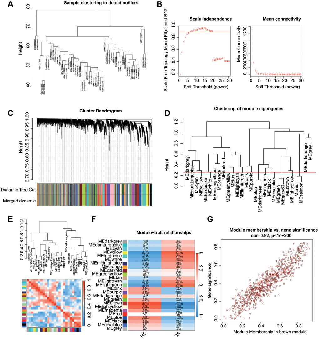 WGCNA analysis to select characteristics gene module for OA. (A) Clustering of mod. (B) Scale free topology model fit and mean connectivity. (B) Clustering of module genes. (C) Cluster dendrogram for selecting gene modules. (D) Clustering of module genes. (E) Association between the gene modules. (F) Heatmap analysis of 18 modules and clinical features (HC, OA). (G) Module membership vs. gene significance in brown module.