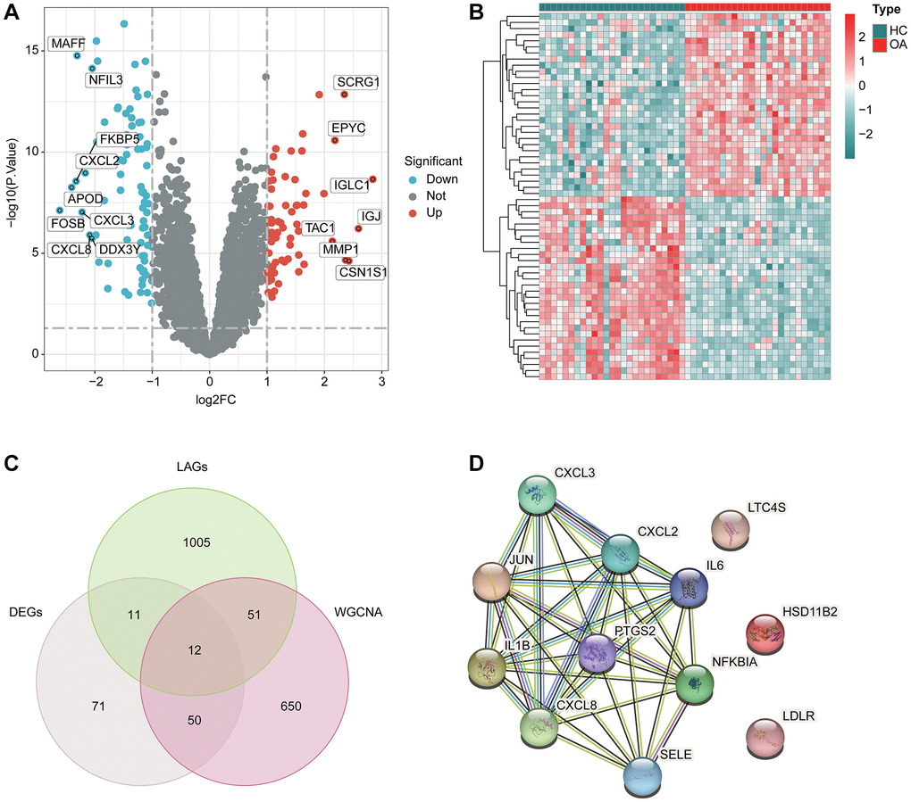 DE-LAGs screening. (A) Volcano plot of DEGs in HC and OA groups. The threshold of screening DEGs is set at |fold change| ≥ 2 and p.adjust B) Analysis of top 25 up- and down-regulated genes in HC and OA group. (C) Identification of pivotal DE-LAGs in brown module. (D) Protein-protein interaction (PPI) network analysis among screened genes.