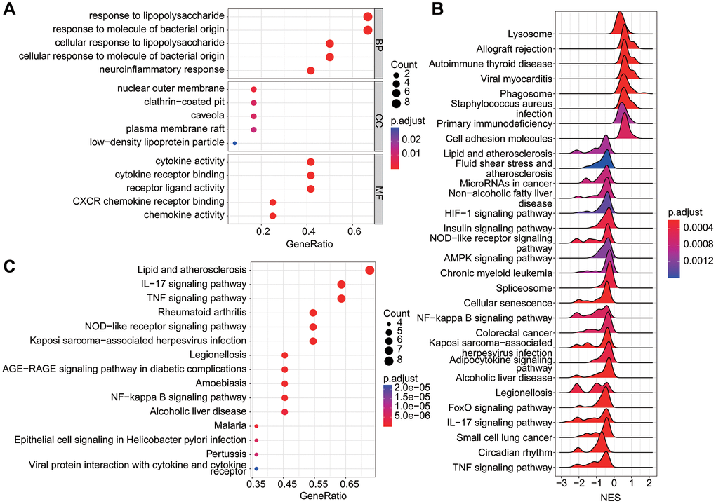 Function enrichment analysis of DE-LAGs. (A) Gene ontology (GO) analysis of DE-LAGs in HC and OA. (B) GSEA analysis of DEGs in HC and OA group. (C) Kyoto Encyclopedia of Genes and Genomes (KEGG) analysis of DE-LAGs in HC and OA.