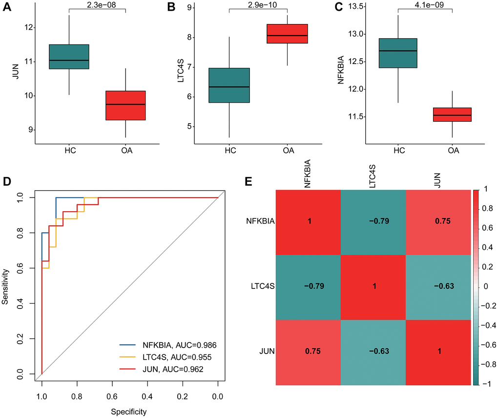 Immune cell infiltration analysis of HC and OA based on CIBERSORT algorithm. (A–C) The expression of JUN, NFKB1A and LTC4S in OA and HC groups. (D) Nomogram construction and ROC curve of three gene signatures. (E) Correlation heatmap of BCKDHB, LETMD1, and NDUFB3. Green color represents negative correlation, red color represents positive correlation.