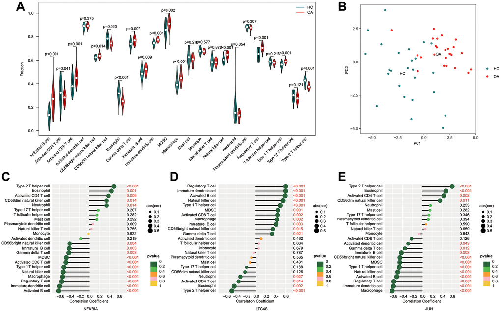 Immune cell infiltration analysis of HC and OA based on ssGSEA algorithm. (A) Immune infiltration analysis of 23 type immune cells by ssGSEA. (B) Principal components analysis (PCA) between HC and OA groups. (C–E) Correlation analysis of three diagnostic biomarkers (JUN, NFKB1A and LTC4S) and immune microenvironment.