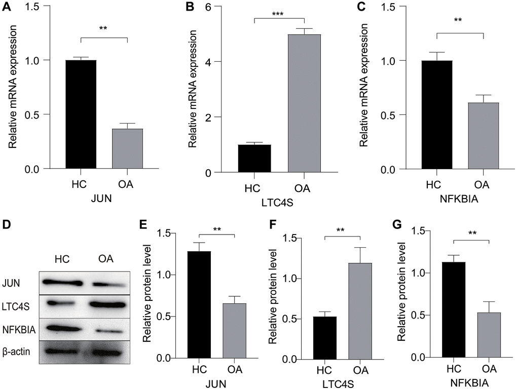 The expression profile of relevant genes and proteins in OA. (A–C) Changes in mRNA expression levels of JUN, LTC4S, and NFKBIA in the OA and HC groups. (D–G) Western blotting (WB) analysis of the protein expression levels of JUN, LTC4S, and NFKBIA in OA and HC. *p **p ***p 