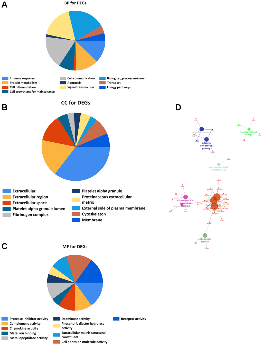 GO and KEGG enrichment analyses. (A) Bioprocess enrichment analysis; (B) Cell component enrichment analysis; (C) Molecular functional enrichment analysis; (D) KEGG signaling pathway enrichment analysis.