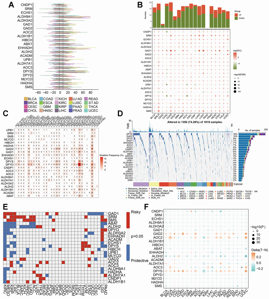 Pan-cancer analysis of 22 βAMRGs. (A) The frequency of CNV gains and losses was analyzed for the 22 βAMRGs across 20 different types of human cancers. The length of the line represents the variation frequency of the βAMRGs in pan-cancers. (B) The expression characteristics of the 22 βAMRGs were examined in 20 different types of human cancers, showing statistical significance (P C, D) Heatmap and waterfall diagram were utilized to depict the SNV data of the 22 βAMRGs in pan-cancers. (E) Survival landscape analysis was conducted for the 22 βAMRGs across 20 different types of human cancers. Genes with P > 0.05 are represented by the white color, while red and blue colors indicate risk and protective genes, respectively. (F) The DNA methylation patterns of the 22 βAMRGs were examined in 20 different types of human cancers. The color gradient from orange to green signifies high to low methylation levels.