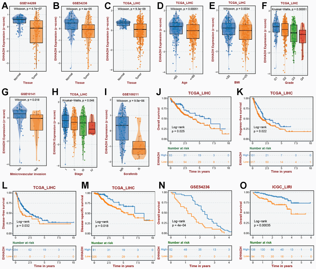 Association of EHHADH expression with clinical traits. The expression traits of EHHADH in (A) GSE144269, (B) GSE54236, (C) TCGA cohorts. Association of EHHADH expression with (D) age, (E) BMI, (F) grade, (G) microvascular invasion, (H) stage, and (I) sorafenib response. Prognostic performances of EHHADH in (J–O) multiple HCC cohorts.