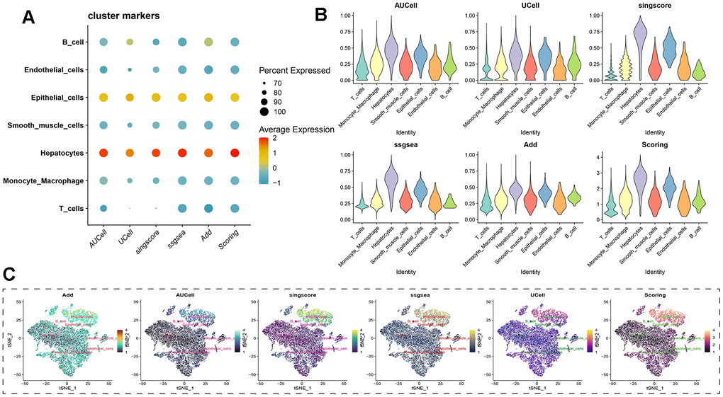 Assessing beta-alanine metabolism at the single-cell level. (A) Evaluation of the activation level of beta-alanine metabolism in each cell using six prediction algorithms; (B) Violin plots illustrating the variation in cellular activity levels of beta-alanine metabolism; (C) t-SNE plots depicting the dimensional distribution characteristics of beta-alanine metabolism.