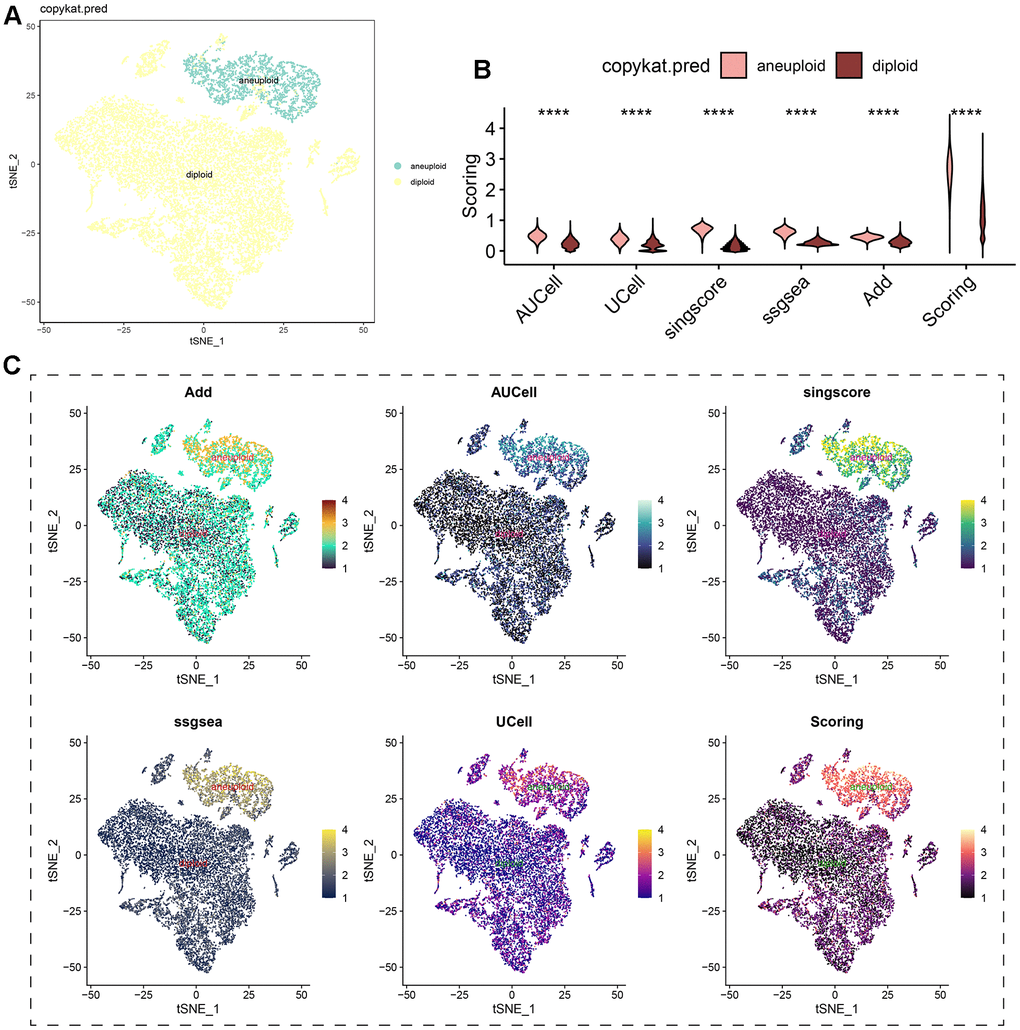 Analysis of beta-alanine metabolism activity between benign and malignant cells. (A) t-SNE dimensional distribution characteristics of benign and malignant cells; (B) Differences in the activity of beta-alanine metabolism between benign and malignant cells; (C) t-SNE plots illustrating the distribution characteristics of beta-alanine metabolism between benign and malignant cells.