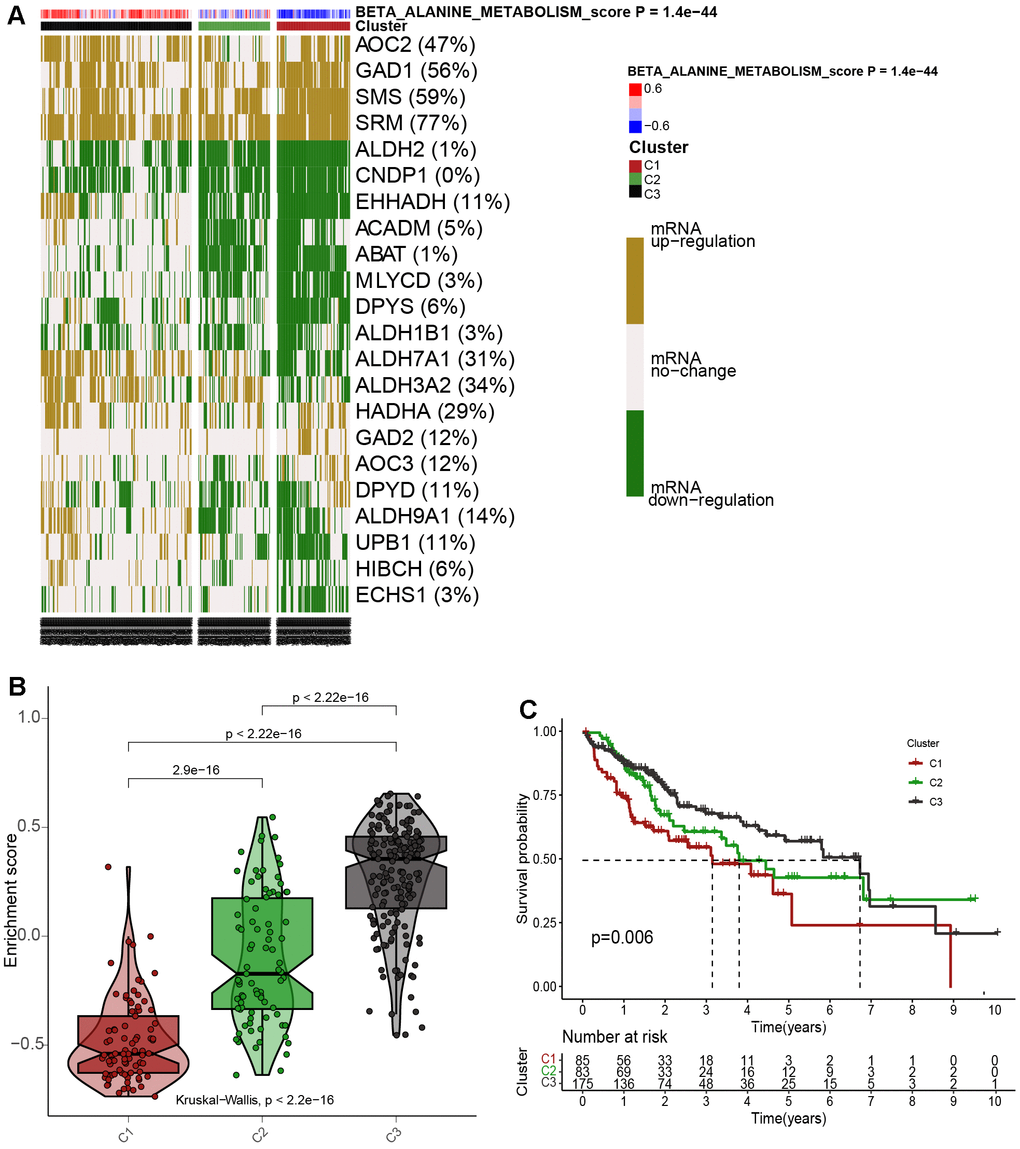 Cluster analysis for 343 HCC patients according to the βAMRGs scores. (A) The clustering of gene data reveals three distinct clusters, as depicted by the heatmap: Cluster 1(C1), Cluster 2 (C2), and Cluster 3 (C3), based on the levels of mRNA expression of βAMRGs. Cluster 2 (C2) comprises tumor patients with normal βAMRG expression, Cluster 3 (C3) includes those with active βAMRGs, while Cluster 1(C1) consists of individuals with inactive βAMRGs. (B) The violin plot illustrates the enrichment scores for the three clusters, arranged in the order of C3 > C2 > C1. The corresponding p-values are indicated above the respective clusters. (C) A survival curve represents the three distinct clusters. Cluster 3 exhibits the highest survival rate, while Cluster 1 demonstrates the lowest survival rate when compared among the three clusters. The x-coordinate represents survival time, while the y-coordinate represents survival rate.