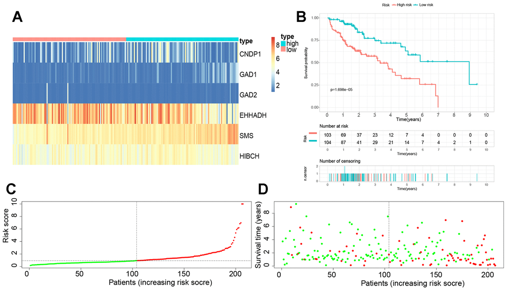 Establishment of a novel βAMRGs-RPS in the train cohort. (A) Heatmap illustrating the expression levels of six genes between subgroups with high and low risk scores. (B) Prognostic prediction depicted by the Kaplan-Meier survival curve comparing subgroups with high and low risk scores. (C) Risk score curve plot exhibiting the distribution of individual risk scores, with the patients categorized into low-risk (green) and high-risk (red) groups. (D) Risk score scatter plot, where red dots indicate deceased patients and green dots indicate surviving patients.