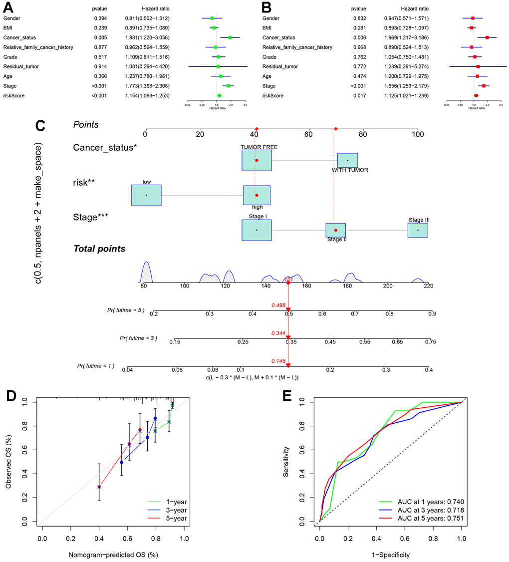 Establishment of nomogram. (A) Univariate analyses were conducted to assess the relationship between risk scores and relevant clinical parameters and OS in the TCGA cohort. (B) Multivariate analyses were performed to evaluate the relationship between risk scores, relevant clinical parameters, and OS in the TCGA cohort. (C) Development of a signature-based prognostic nomogram was undertaken to predict OS in HCC. (D) Calibration curves of the nomogram prediction of 1-year, 3-year, and 5-year OS of patients in TCGA cohort. (E) ROC curve of the risk score. The AUC values for the 1-, 3-, and 5-year ROC curves were found to be 0.740, 0.718, and 0.751, respectively.