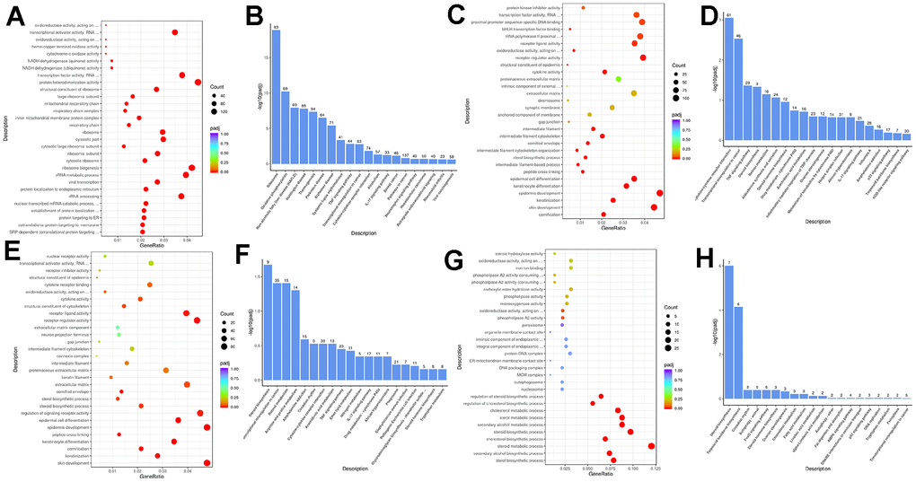 The combined action of retinol and ferulic acid regulates biological processes that contribute to the protection of photoaging cells. (A, B) Bubble diagram and bar chart of DEGs in groups of control vs model; (C, D) Bubble diagram and bar chart of DEGs in groups of VA-FA vs model; (E, F) Bubble diagram and bar chart of DEGs in groups of VA vs model; (G, H) Bubble diagram and bar chart of DEGs in groups of FA vs model.