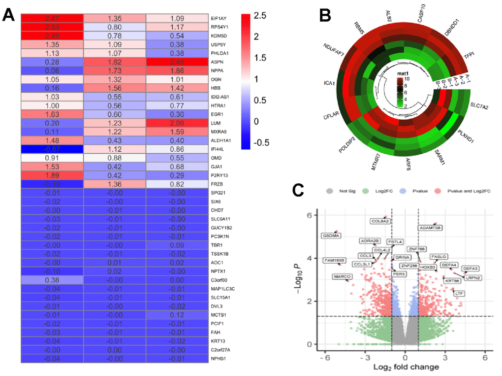 Differentially expressed genes of skin aging identification. (A) Heat map of DEGs in the GSE155789; (B) Cluster of DEGs in the GSE155789; (C) Volcano plot of differentially DEGs in the GSE155789. group C: normal HaCaT cells; group VA: 100 nM retinol in HaCaT cells.