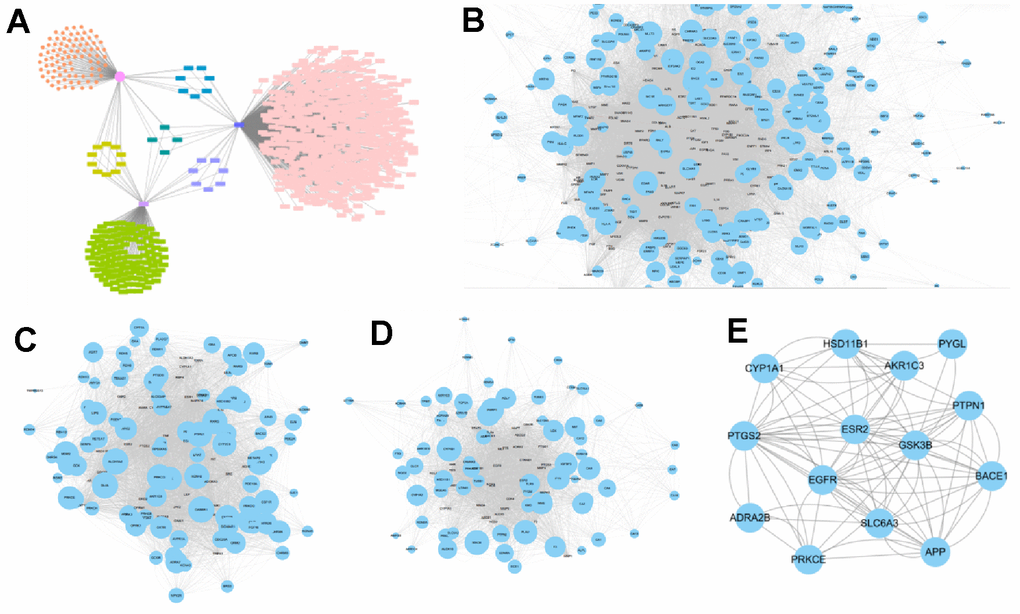 Corresponding feature network diagram of targets of retinol, ferulic acid and skin aging. (A) Distribution characteristic of targets of VA, FA and skin aging; (pink circle: targets of VA; pink rectangle: targets of skin aging; green rectangle: targets of FA). (B) PPI network of skin aging targets; (C) PPI network of VA targets; (D) PPI network of FA targets; (E) PPI network of Venn analysis of targets between VA, FA and skin aging.