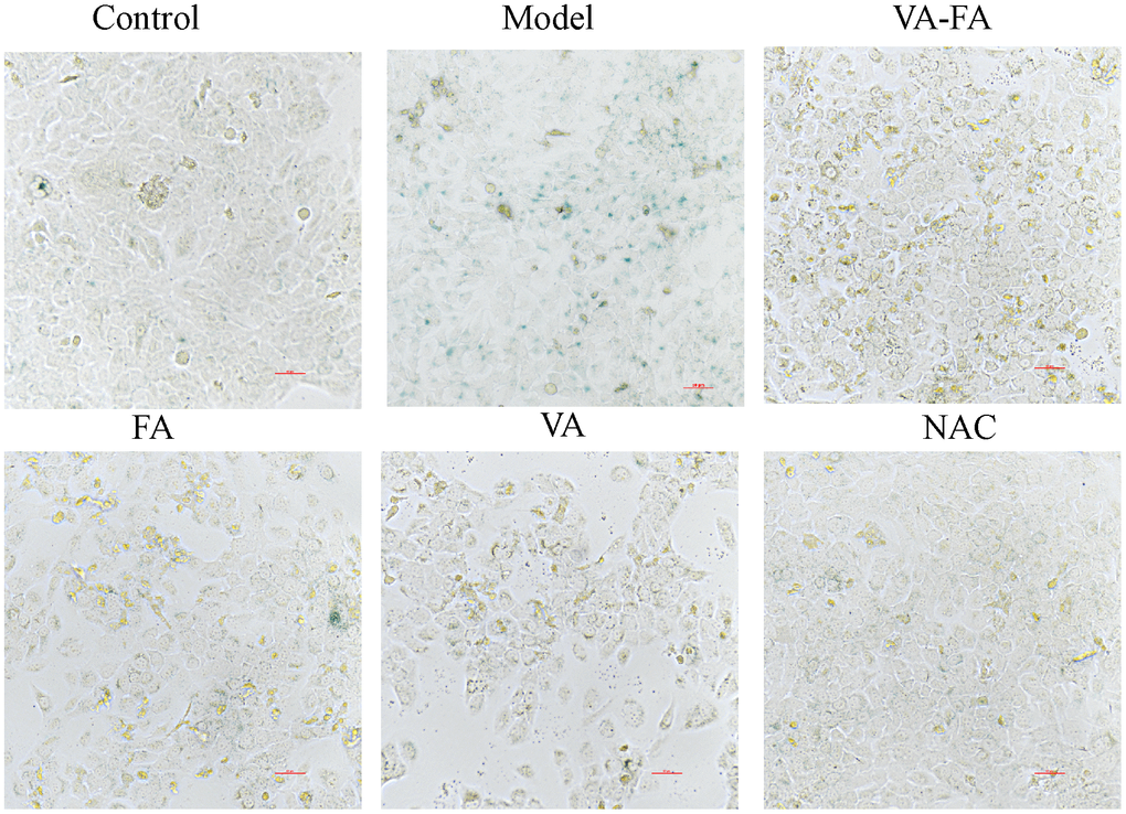 Senescence-associated-β-galactosidase (SA-β-gal) staining. Control: normal group; Model: UVB radiation group; VA-FA: mixture of VA (120 μM) and FA (100 nM); VA: only retinol (120 μM); FA: only ferulic acid (100 nM).