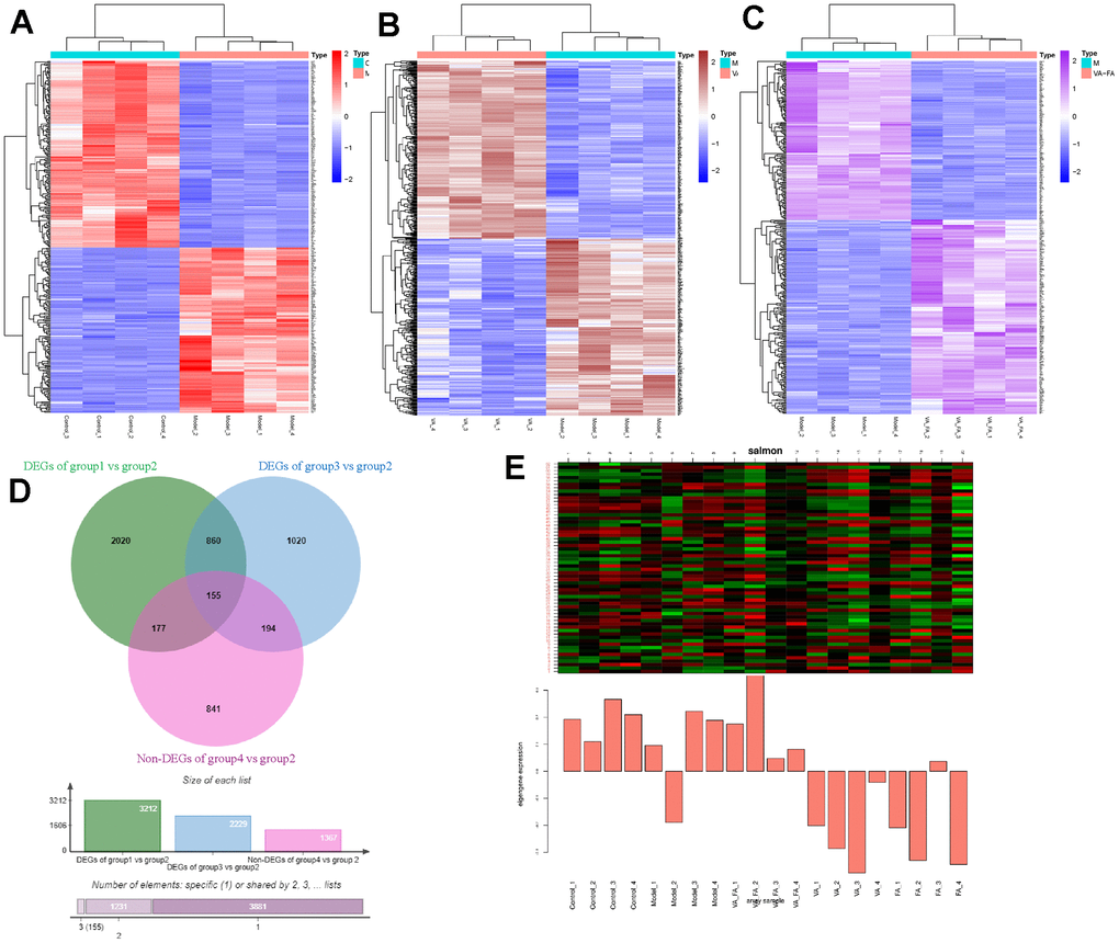 Significant differences in gene expression between the HaCaT cells from different groups and the model group. (Group 1: control group; group 2: UVB induce aging group; group 3: VA-FA addition group; group 4: VA addition group; group 5: FA addition group). (A–C) Heat map of DEGs in groups of control vs model, VA vs model, VA-FA vs model; (D) Venn plot of DEGs in HaCaT cell among groups; (E) Heat map of DEGs in HaCaT cell among groups.