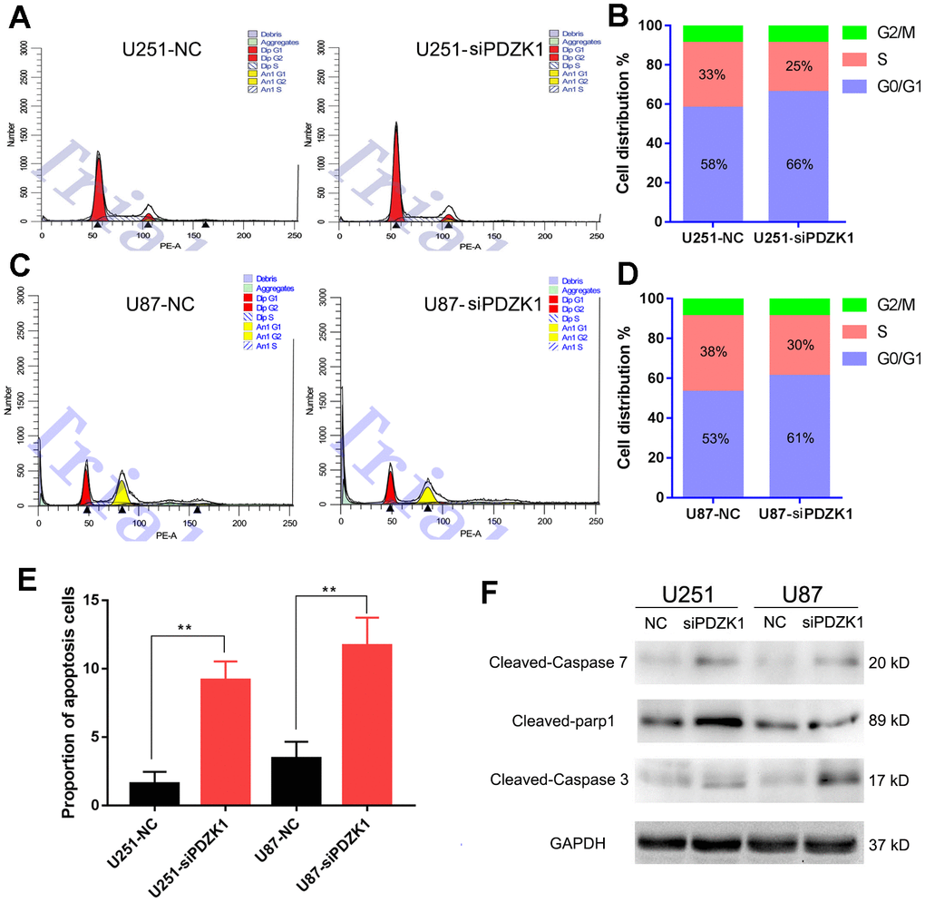 Knockdown of PDZK1 induces glioma cell cycle arrest and cell apoptosis. (A, B) PDZK1 knockdown induced cell cycle arrest in the G0/G1 phase. After transfecting U251 cells with PDZK1 siRNA for 24 h, the cells were collected for cell cycle analysis by PI staining. (B) Quantitation of cell cycle arrest in the G0/G1 phase induced by PDZK1 in (B). (C, D) PDZK1 knockdown induced cell cycle arrest in the G0/G1 phase. After transfecting U87 cells with PDZK1 siRNA for 24 h, the cells were collected for cell cycle analysis by PI staining. (D) Quantitation of cell cycle arrest in the G0/G1 phase induced by PDZK1 in (D). (E) The proportion of apoptotic cells was detected by flow cytometry. PDZK1 knockdown induced U251 and U87 cell apoptosis. (F) The protein expression of cleaved caspase-7, parp1, caspase-3 and GAPDH was detected by Western blotting. PDZK1 knockdown increased the expression of cleaved caspase-7, parp1, and caspase-3.