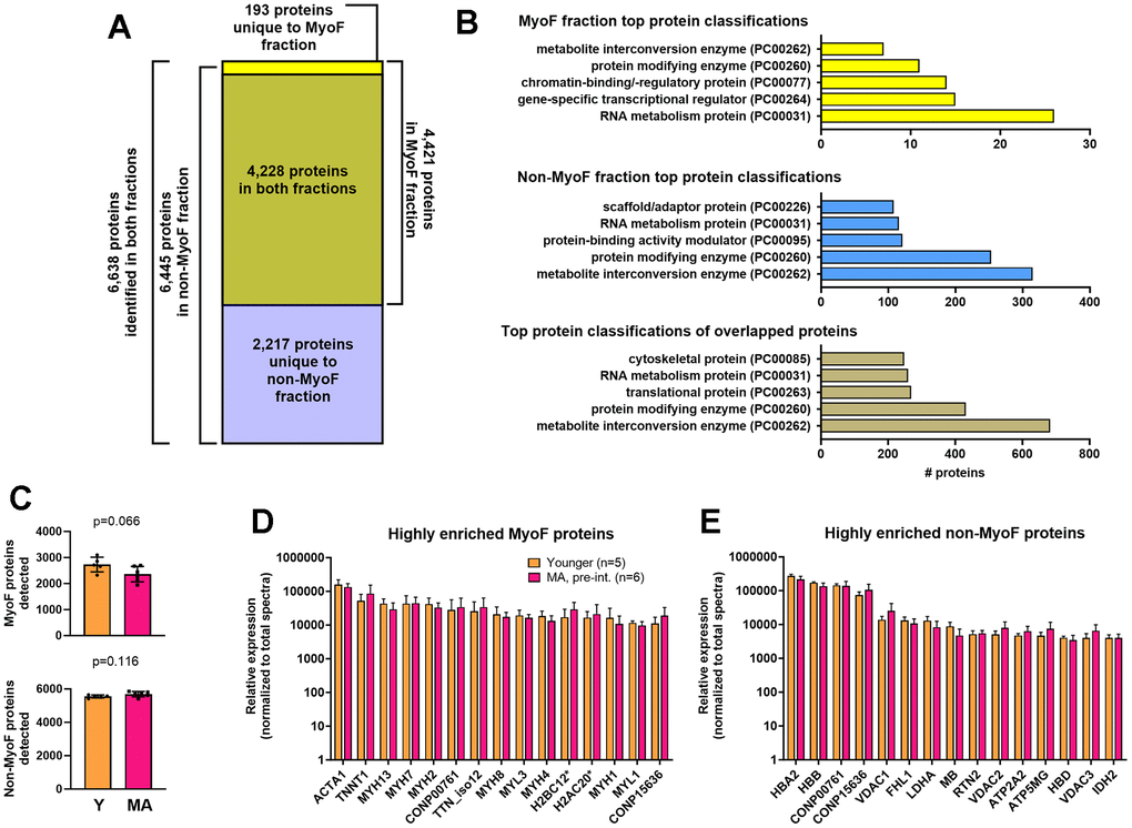 MyoF and non-MyoF protein characteristics. Legend: Data presented for MA (pre-intervention) and Y include the total number of proteins identified in each fraction (A), the top 5 protein classifications from each fraction (B), the number of MyoF and non-MyoF proteins detected within and between age cohorts (C), the top 15 highly enriched MyoF proteins (D), and the top 15 highly enriched non-MyoF proteins (E). Data in panels c and d are presented as means with standard deviation bars, and y-axes were scaled as log10 for improved visualization. Symbols: *, indicates multiple histone isoforms were congregated into these two targets based on sequence similarities. Protein names for gene symbols in panel c: ACTA1, Actin Alpha 1, Skeletal Muscle; TNNT1, Troponin T1; MYH13/7/2/8/4/1, myosin heavy chain isoforms 13/7/2/8/4/1; TTN