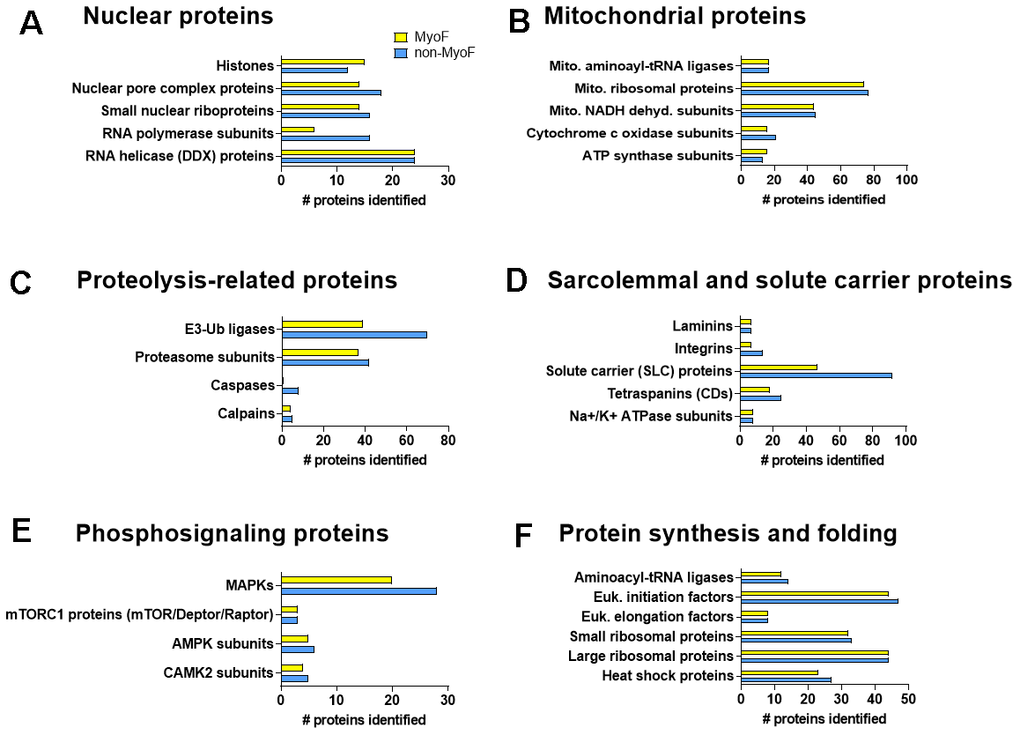 Additional protein classifications. Legend: Each fraction was found to contain nuclear proteins that regulate chromatin structure and gene expression (A), mitochondrial proteins related to oxidative phosphorylation and mitochondrial protein synthesis (B), proteolysis-related proteins (C), proteins localized to the sarcolemma and solute carrier proteins (D), exercise-relevant phosphosignaling proteins (E), and proteins associated with protein synthesis (F). Abbreviations: Mito., mitochondrial; Ub, ubiquitin; MAPKs, mitogen of activated protein kinases; mTORC1, mechanistic target of rapamycin complex 1; AMPK, AMP-activated protein kinase; CAMK, Ca2+/calmodulin-dependent protein kinase; Euk., eukaryotic.