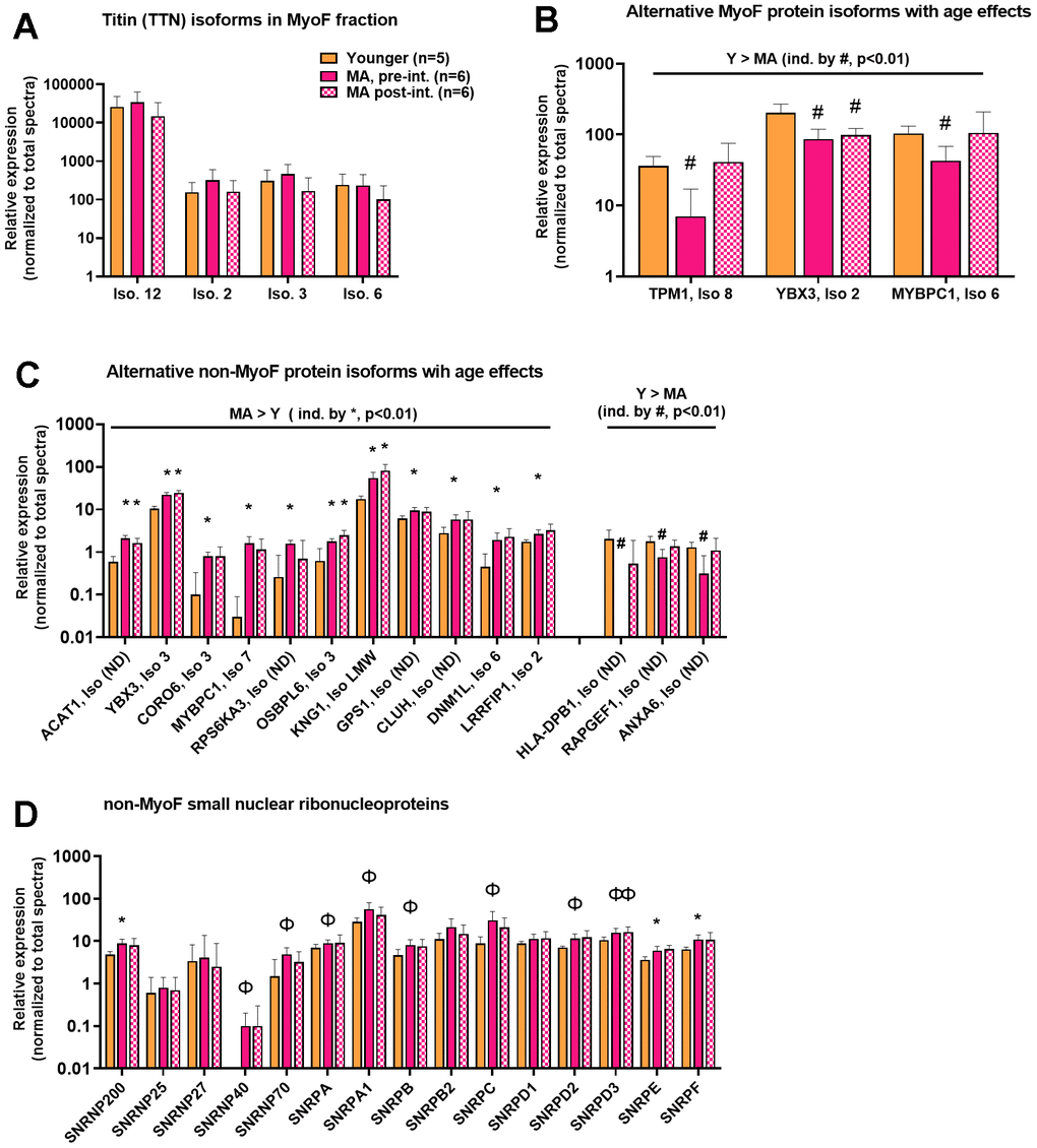 MyoF and non-MyoF alternative protein isoform differences detected with proteomics. Legend: Data presented for Y and MA (pre- and post-intervention) include the identified titin isoforms in the MyoF fraction (A), alternative MyoF protein isoforms affected by aging (B), and alternative non-MyoF protein isoforms affected by aging (C), and small nuclear ribonucleoproteins that make up spliceosomes between cohorts (D). Data are presented as mean ± standard deviations for individual protein spectra values (normalized to total run spectra values) and y-axes were scaled as log10 for improved visualization. Symbols: #, indicates lower in MA versus Y at one or both time points (p