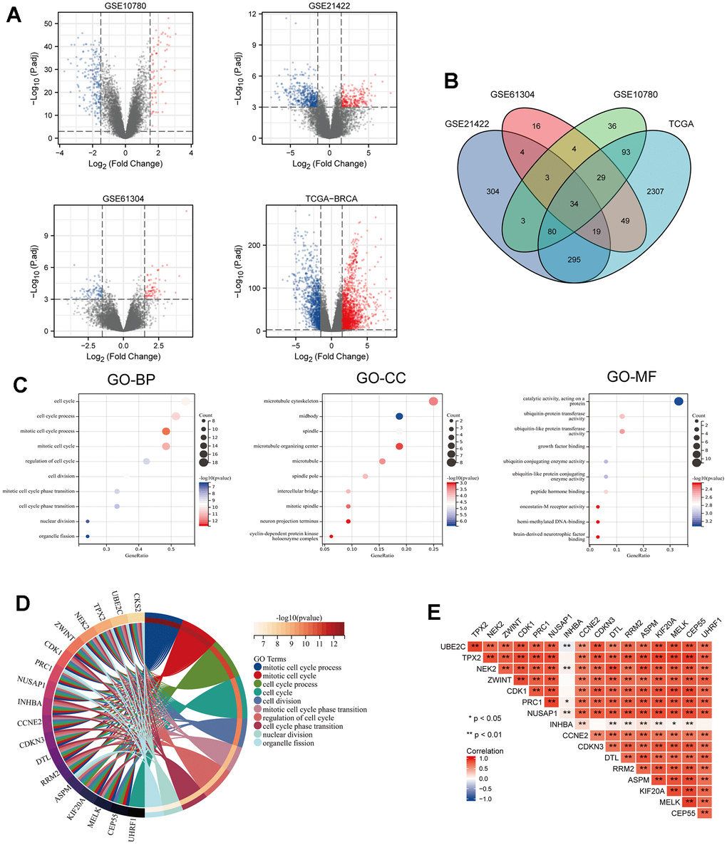 Identification of DEGs from 3 GEO datasets and TCGA dataset of breast cancer (BRCA) and GO enrichment analysis of consistent DEGs of the datasets. (A) Volcano maps of genes detected in BRCA datasets. Red and blue represent up- and downregulated genes, respectively. (B) Venn diagram showing overlapped part of DEGs in four BRCA datasets. (C) GO enrichment analysis of the overlapped part of the DEGs. (D) Circle enrich plot. GO enrichment analysis for 34 DEGs, terms with p E) The association of these 18 candidate genes in breast cancer, *P 