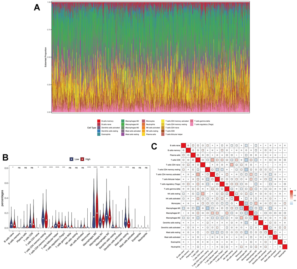 The relationship between TPX2 expression and tumor-infiltrating immune cells. (A) Stacked bar chart shows distribution of 22 immune cells in each sample. (B) Violin plot displays the differentially infiltrated immune cells between TPX2-High group and TPX2-Low group. Red color represents TPX2-High group, and blue color represents TPX2-Low group. (C) Correlation matrix of immune cell proportions. The red color represents positive correlation and the blue color represents negative correlation.