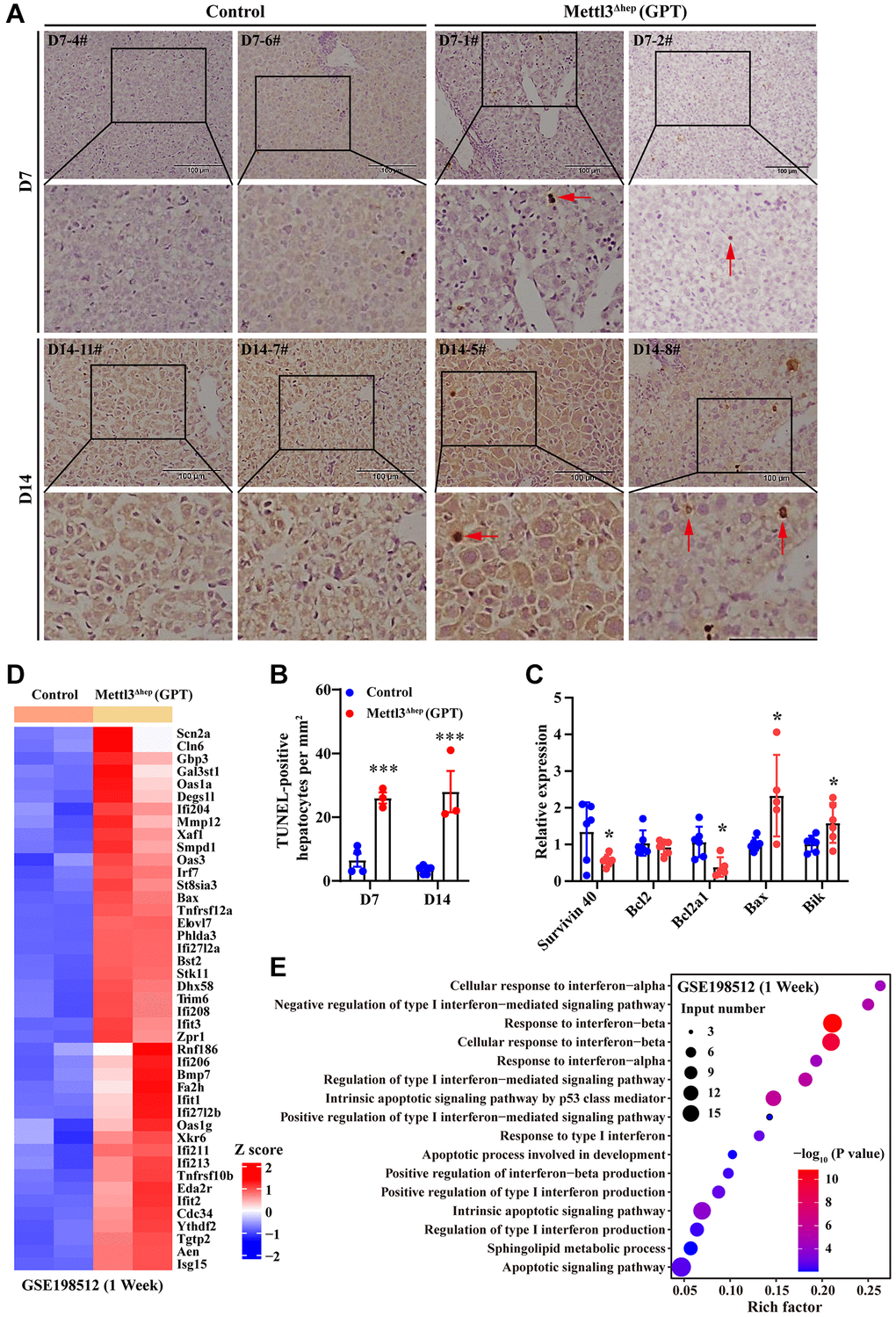 Hepatocyte-specific METTL3 homozygous ablation by Alb-iCre mice (GPT) causes apoptosis in mouse hepatocytes. (A, B) Representative TUNEL staining photographs (A) and quantification of TUNEL-positive hepatocytes of paraffin-embedded liver sections from control mice and METTL3Δhep mice (GPT) at 7 or 14 days after birth. Scale bar = 100 μm. (C) qRT-PCR analysis of the expression of apoptosis-related genes in the liver of METTL3Δhep mice (GPT). (D) Hierarchical clustering of differentially expressed genes (DEG) related to apoptosis in the liver of control mice and METTL3Δhep mice (GPT) at 1 week after birth from RNA-seq data deposited in GEO under accession number GSE198512 [17]. In the cluster heatmap, class comparison and hierarchical clustering of DEGs involved in apoptosis in mouse livers were performed between control mice and METTL3Δhep mice (GPT) at 7 days after birth. Genes with increased and reduced expressions are shown in red and blue, respectively. (E) GO analysis of up- and downregulated genes related to apoptosis (from RNA-seq data deposited in GEO under accession number GSE198512) in the liver of control mice and METTL3Δhep mice (GPT) at 1 week after birth.