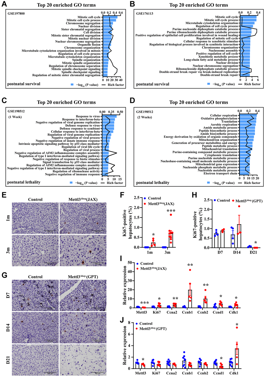 The loss of the compensatory growth responses of METTL3Δhep hepatocytes (GPT) to liver injury induced by METTL3Δhep (GPT). (A–D) The histogram of GO term enrichment analyses based on the GO term of top20 enriched biological process for up-regulated DEGs according to the significance of enrichment (P-value). GO analysis of up-regulated genes in the liver of control mice and METTL3Δhep mice (JAX) was performed by using RNA-seq data deposited in NCBI GEO under the accession number GSE197800 [16] (A) and GSE176113 [20] (B), respectively, while GO analysis of up-regulated genes in the liver of control mice and METTL3Δhep mice (GPT) at 1 week (C) and 2 weeks (D) after birth was performed by using RNA-seq data deposited in NCBI GEO under the accession number GSE198512 (C, D). (E, F) IHC of Ki67 in livers from control mice and METTL3Δhep mice (JAX) at 1 m and 3 m after birth (E), and quantification for Ki67 staining (F). (G, H) IHC of Ki67 in livers from 7-, 14- and 21- day-old control mice and METTL3Δhep mice (GPT) (G), and quantification for Ki67 staining (H). (I, J) qRT-PCR analysis of the expression of cell cycle-related genes in the liver of METTL3Δhep mice (JAX) (I) and METTL3Δhep mice (GPT) (J).