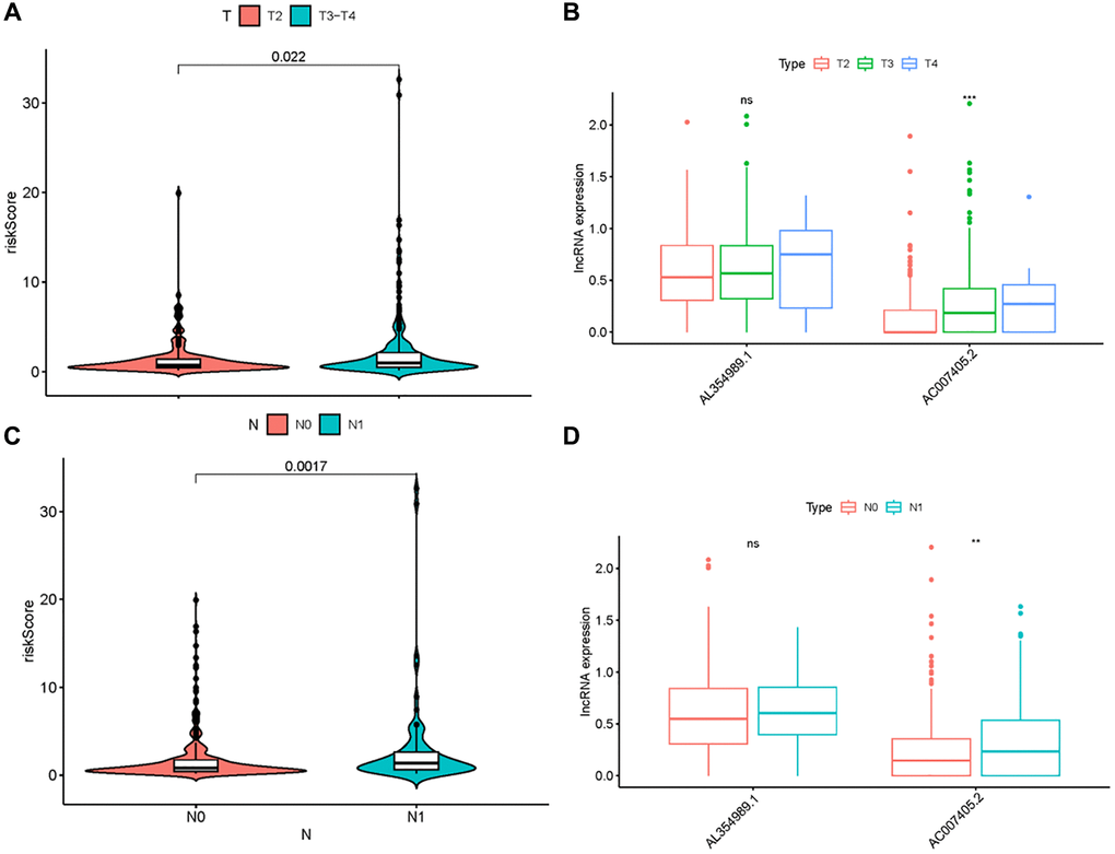 Clinical correlation analysis of ARR-RSM, AL354989.1 and AC007405.2. The relations between the expression levels of risk score, AL354989.1 and AC007405.2 with T-stage (A, B) and N-stage (C, D).