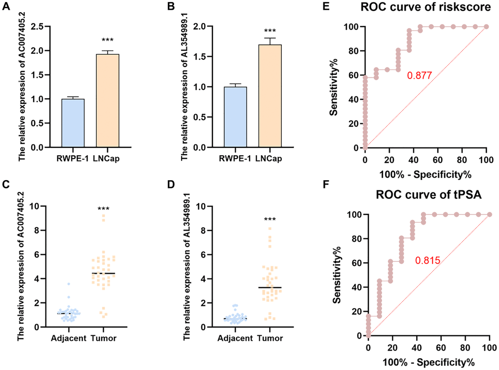 The expression levels and predicted function of AL354989.1 and AC007405.2 in PCa cell lines and clinical samples. AL354989.1 and AC007405.2 expressed higher in LNCaP (A, B) cells and PCa tissues (C, D) than that in prostate normal tissue and RWPE-1 cells, respectively. ROC curves were generated to predict the occurrence of PCa in patients based on the expression levels of AL354989.1 and AC007405.2 in blood samples (E), as well as tPSA values (F).