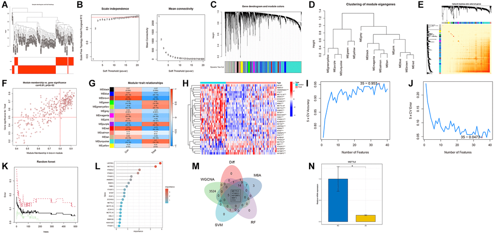 Construction of the co-expression network using weighted gene co-expression network analysis (WGCNA). (A) Sample clustering dendrogram with tree leaves corresponding to individual samples. (B) Soft threshold β = 10 and scale-free topological fit index (R2). (C) The original and combined modules of the clustering tree. (D) Representative clustering of module eigengenes. (E) Representative heatmap of the correlation between 14 modules. (F) Scatter plot between module membership in brown module and the gene significance for AS. (G) Correlation analysis between module eigengenes and clinical status. Each row represents a module, while each column represents a clinical status. (H) The expression patterns of 31 N6-methyladenosine (m6A)-related genes (M6ARGs) were presented in the heatmap. (I, J) Biomarker signature gene expression validation using the support vector machine recursive feature elimination (SVM-RFE) algorithm. (K) Random Forest error rate versus the number of classification trees. (L) The top 20 relatively important genes. (M) Venn diagram for screening genes. (N) Relative mRNA level of METTL5 in atherosclerosis (AS) (yellow bars) and healthy tissues (blue bars). *p **p ***p 