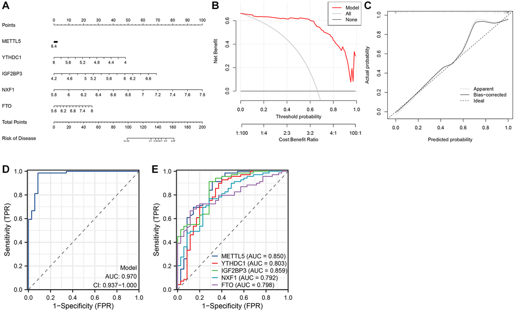 Establishment of the nomogram model. (A) Establishment of the nomogram model based on five N6-methyladenosine (m6A) regulators. (B, C) Construction of the calibration curve (B) and decision curve analysis (DCA) (C) for assessing the predictive efficiency of the nomogram model. (D) Receiver operating characteristic (ROC) curves of a five-m6A regulator-based model. (E) ROC curves of five m6A regulators.