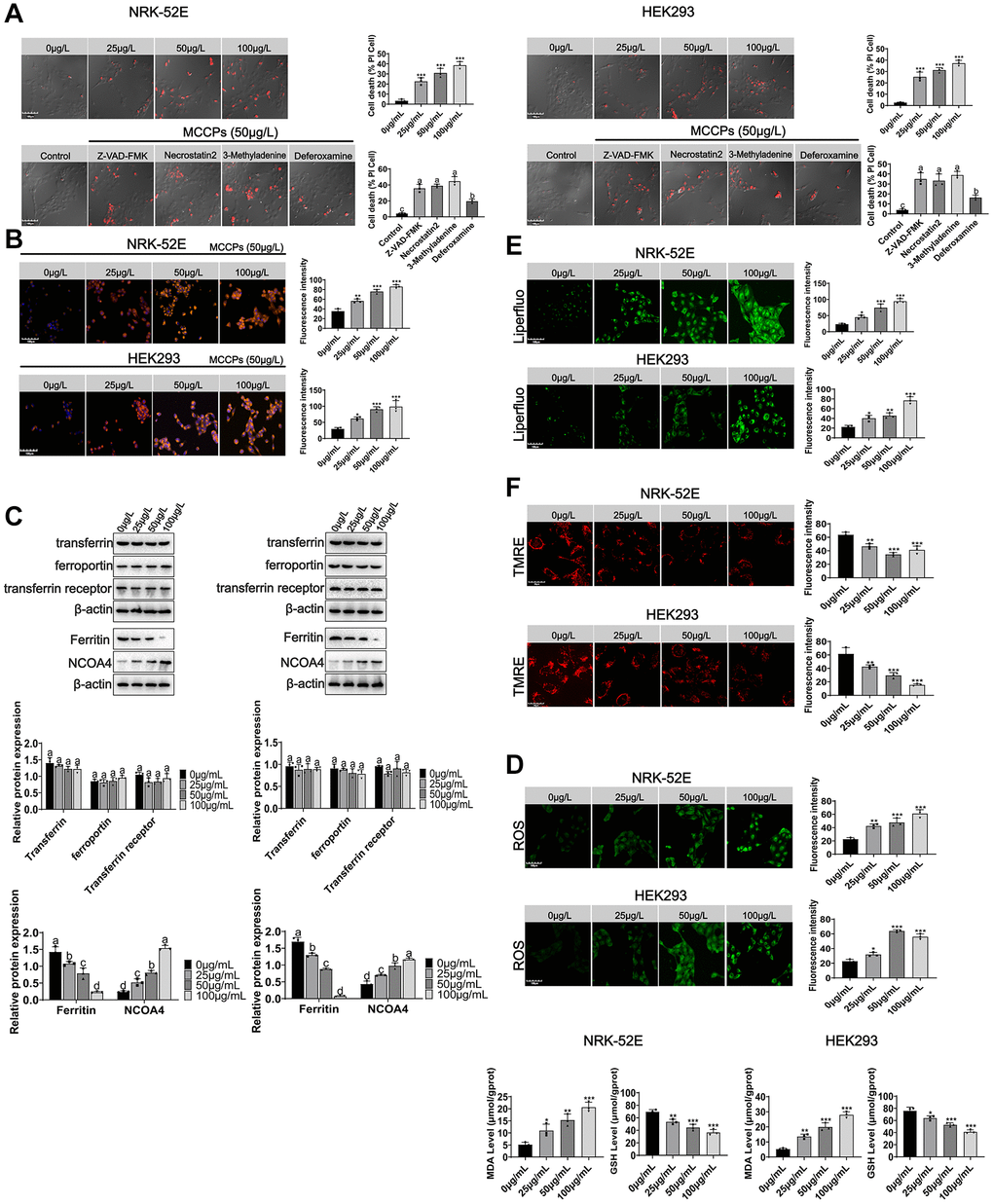 MCCPs induced ferroptosis in renal cells. (A) Analysis of the types of renal cell death induced by MCCPs. (B) MCCPs induced iron overload in renal cells. (C) Effects of MCCPs on transferrin, ferroportin, ferritin and NCOA4 expression. (D) Effects of MCCPs on oxidative stress. (E) Effects of MCCPs on lipid peroxidation. (F) Effects of MCCPs on mitochondrial membrane potential. p 