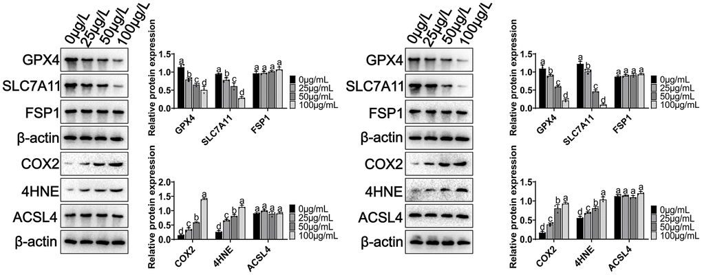 Effect of MCCPs on ferroptosis-related signaling pathway in kidney cells. p 