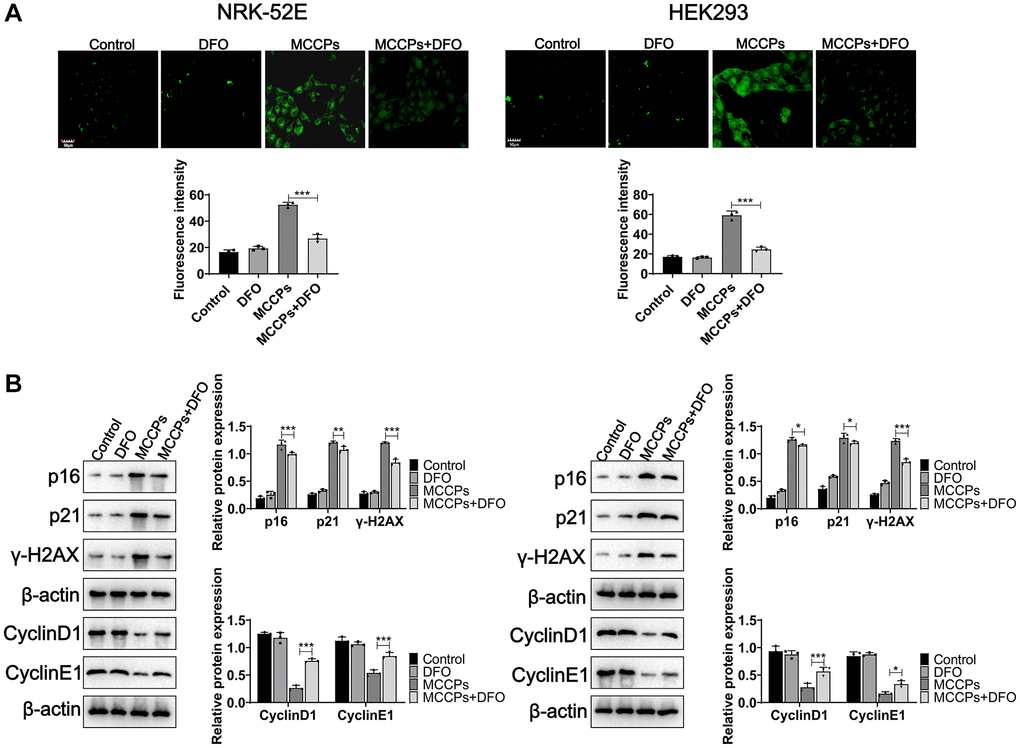 DFO alleviated renal cell senescence caused by MCCPs. (A) Sa-β-gal staining analysis of cell senescence. (B) Western blot was used to assess the effect of DFO on cellular senescence caused by MCCPs. p 