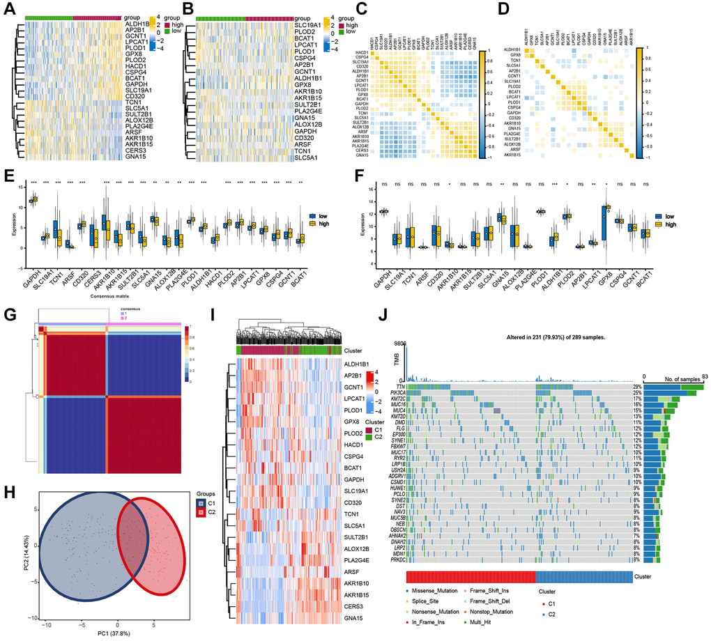 Validation of screened gene set in TCGA-CESC dataset. (A, B) Differential heat map of candidate gene set in TCGA-CESC dataset and GSE44001. (C, D) The correlation heat map of candidate genes in TCGA-CESC and GSE44001. The non-statistically significant mutual modules are displayed in blank. (E, F) Differential expression of candidate genes in TCGA-CESC and GSE44001. (G) NMF consistent clustering of screened gene sets in TCGA-CESC. (H) PCA analysis of two subgroups. (I) Heat map of candidate gene expression between the two subgroups. (J) The mutation landscape waterfall plot between two subgroups of TCGA-CESC.