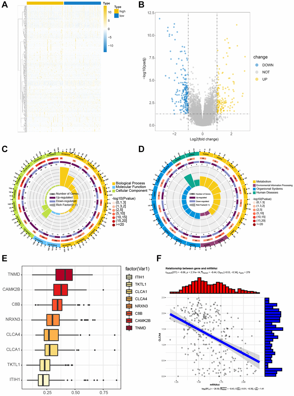 Functional enrichment of DEGs in TCGA-CESC cohort. The correlation between the expression levels of candidate genes. (A, B) The heat map and volcano map for screened DEGs by risk score grouping. (C) Significant enrichment results of GO function. (D) Significantly enriched KEGG pathway. (E) Semantic similarity of GO terms of eight core genes by FRIENDS analysis. (F) The correlation between CLCA4 and mRNAsi was statistically significant.