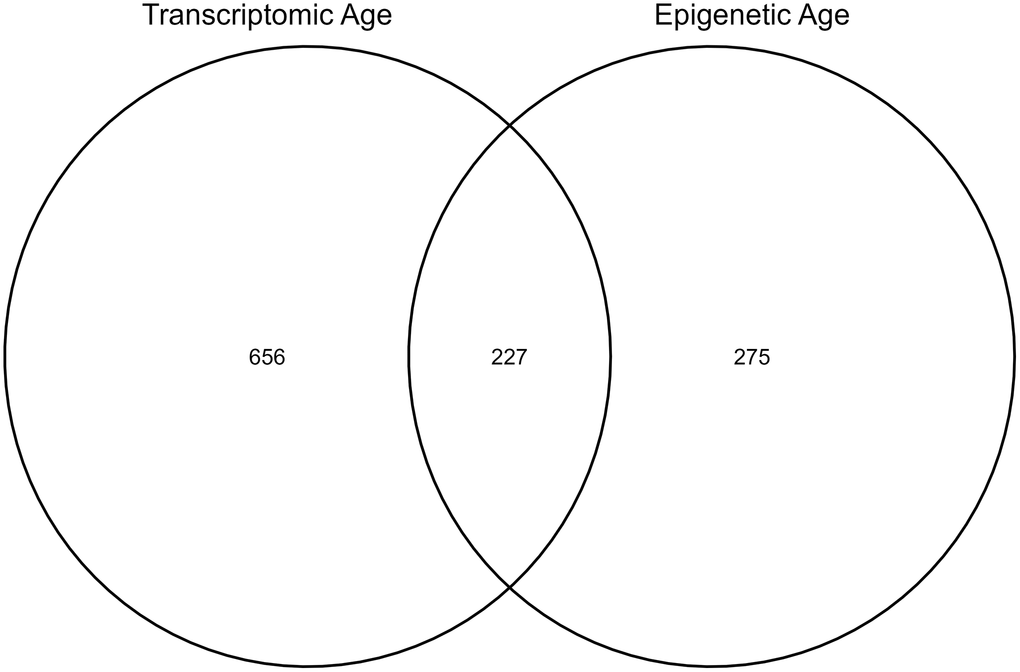 Number of individuals in the sub-cohorts for each analysis.