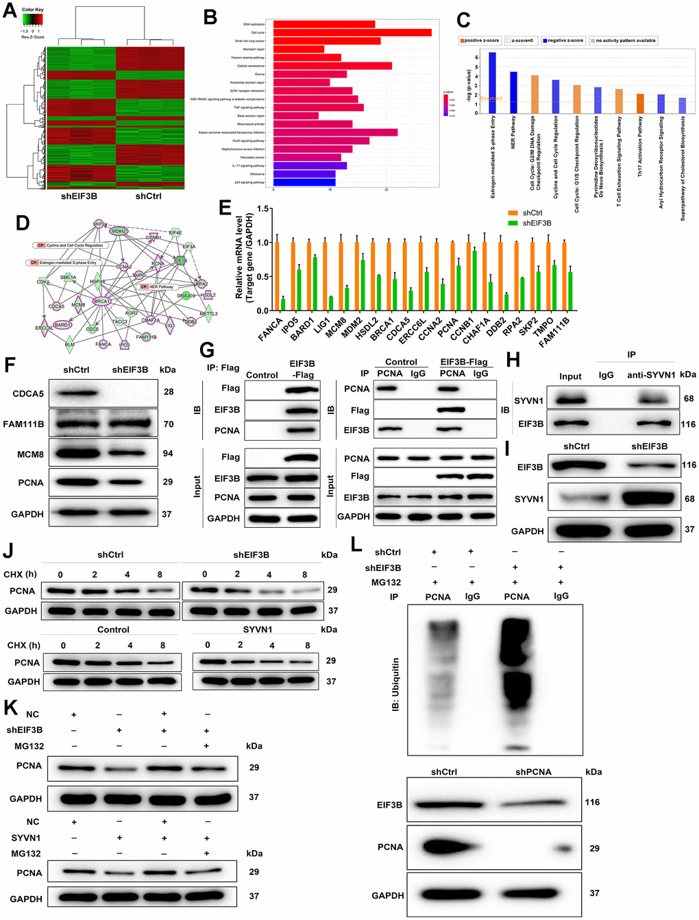 Exploration and verification of underlying mechanism of EIF3B regulating cholangiocarcinoma. (A) Gene expression profile from PrimeView Human Gene Expression Array analysis in shCtrl/shEIF3B-transfected HCCC-9810 cells. (B, C) The enrichment of the differentially expressed genes (DEGs) in canonical signaling pathways was analyzed by Kyoto Encyclopedia of Genes and Genomes (KEGG) (B) and IPA (C). (D) Interaction network based on IPA illustrating the impact of EIF3B on key genes. (E, F) qRT-PCR (E) and western blot (F) analysis were used to detect the levels of candidate DEGs in HCCC-9810 cells with shEIF3B or shCtrl. (G, H) Co-immunoprecipitation (Co-IP) experiment demonstrating the exogenous interaction between EIF3B and PCNA in 293T cells (G), and the endogenous interaction between SYVN1 and EIF3B in HCCC-9810 cells (H). (I) Analysis of SYVN1 protein levels in HCCC-9810 cells upon EIF3B depletion. (J) Investigation of PCNA protein stability in HCCC-9810 cells with EIF3B knockdown or SYVN1 overexpression following 0.2 mg/mL CHX treatment for indicated times. (K) Impact of the proteasome inhibitor MG-132 on the degradation of PCNA protein following EIF3B knockdown or SYVN1 overexpression. (L) The lysates of HCCC-9810 cells with EIF3B knockdown were immunoprecipitated, and western blot was performed to examine the ubiquitination of PCNA. All the experiments were in triplicate.