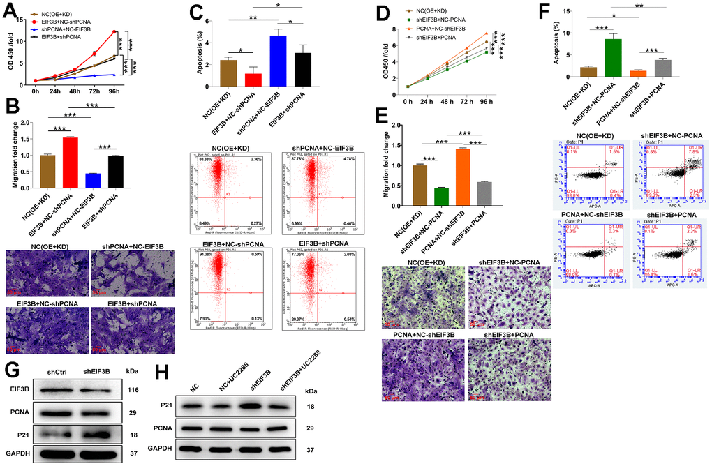 EIF3B mediated cholangiocarcinoma progression through regulating PCNA. (A–C) Validation of the effects of EIF3B overexpression on the inhibitory effects of PCNA knockdown on cholangiocarcinoma progression, including proliferation (A), migration (B), and apoptosis (C), in REB cells. Scale bar: 50 μm for transwell assay. Magnification times: 200 ×. NC (OE+KD): Control, EIF3B+NC-shPCNA: EIF3B overexpression, shPCNA+NC-EIF3B: PCNA downregulation, EIF3B+shPCNA: EIF3B overexpression plus PCNA downregulation. (D–F) Validation of the effects of EIF3B knockdown on the promoting effects of PCNA overexpression on cholangiocarcinoma progression, including proliferation (D), migration (E), and apoptosis (F), in REB cells. Scale bar: 50 μm for transwell assay. Magnification times: 200 ×. NC (OE+KD): Control, PCNA+NC-shEIF3B: PCNA overexpression, shEIF3B+NC-EIF3B: EIF3B downregulation, PCNA+shEIF3B: PCNA overexpression plus EIF3B downregulation. (G) The expression of EIF3B, PCNA and P21 in HCCC-9810 cells transfected with shEIF3B and shCtrl was detected by western blot. (H) HCCC-9810 cells transfected with shEIF3B and shCtrl were treated with UC2288, and the levels of PCNA and P21 were detected by western blot. All the experiments were in triplicate. The data are expressed as mean ± SD. * P P P 